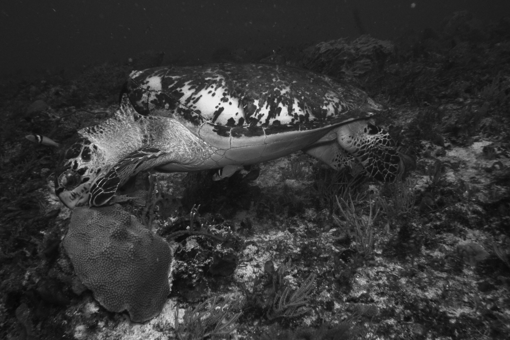 Tortue imbriquee Hawksbill turtle Eretmochelys imbricata